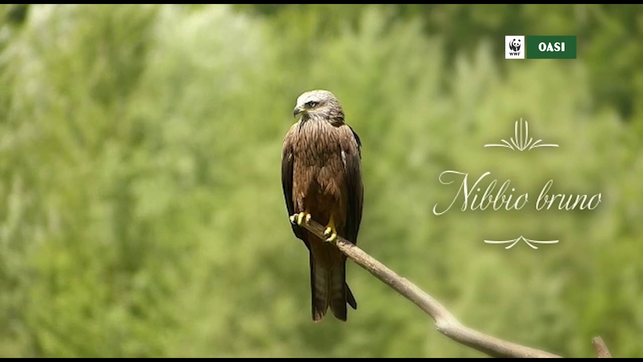 Oasi WWF di Alviano  - 