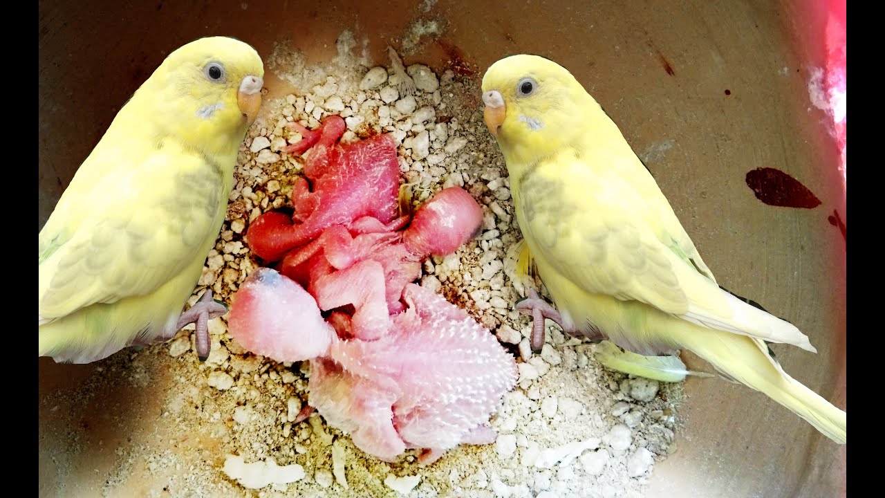 Budgie Mother Love Budgies Feeding Their Babies । পাখির কিচিরমির