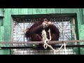 Орангутан Дана любит канаты! Тайган  Orangutan Dana loves ropes! Taigan