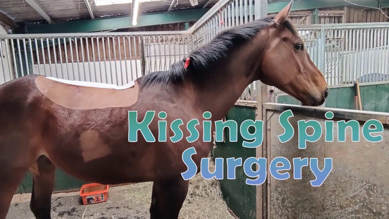 we-finally-had-kissing-spine-surgery-the-lispy-rider-youtube