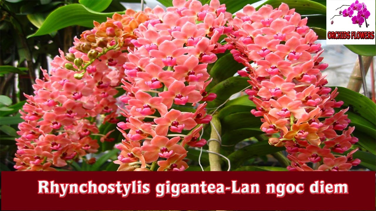 orchids flowers rhynchostylis gigantea