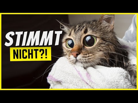 Video: Was Sie über Katzen Zu Wissen Glauben, Ist Möglicherweise Nicht Wahr