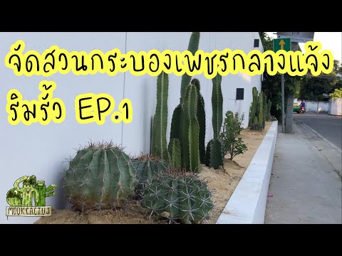 จัดสวน กระบองเพชร กลางแจ้ง ริมรั้ว EP.1 | Outdore cactus garden | MookCactus