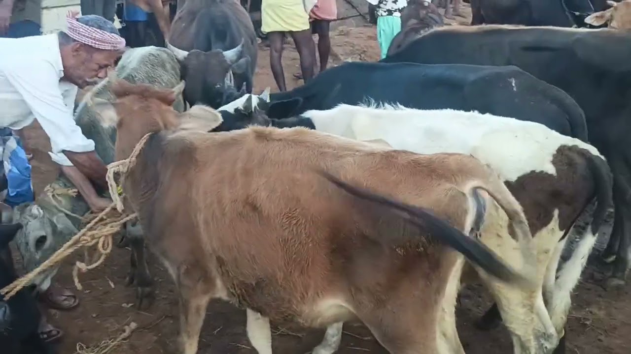 10/1/2026. Part #1 வள்ளியூர் மாட்டு சந்தை திருநெல்வேலி.vallioor cow market.  Part -1Tirunelveli. 