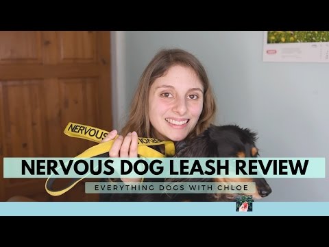 nervous-dog-leash-review---nylon-dog-leash