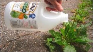 Put Vinegar On Your Plants And This Will Happen | zinta