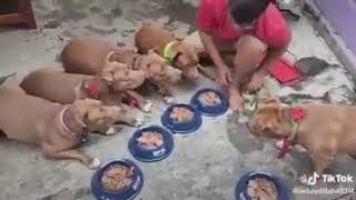 Anjing doa sebelum makan