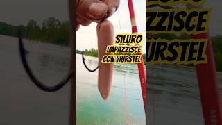 Download Lagu Pesca siluro , esca preferita 👆#shorts #pesca #siluro #esca #fishing #viralvideo #reelfishing MP3