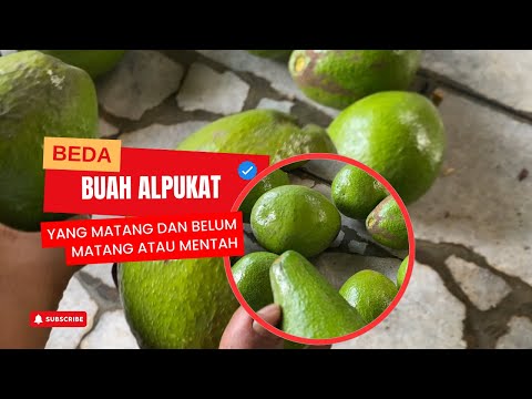 Ciri Alpukat Mentah