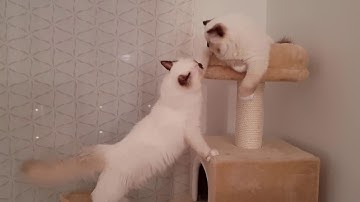 Birman kitten boxing practice || Odin & Embla the Birman kittens