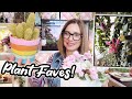 February Plant Favorites | Monstera Thai Constellation | Blooming Plants and more!