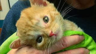 Kitten Saved from Streets Became Smallest Kitty to Receive Life-saving Surgery