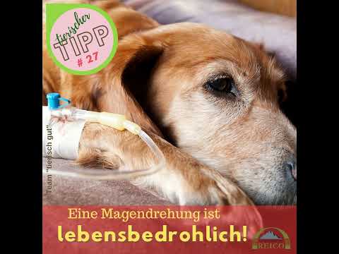 Video: Was sind tiefbrüstige Hunde?