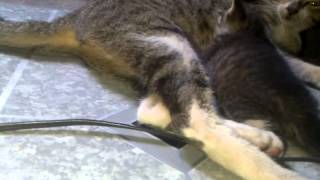 kucing ku sayang kucing ku malang