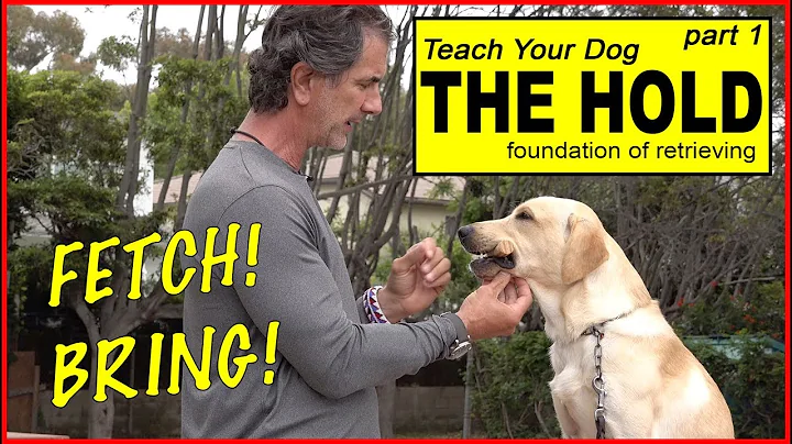 Teach Your Dog to Retrieve part 1 - the HOLD - the BASICS to FETCH or BRING - Dog Training Video