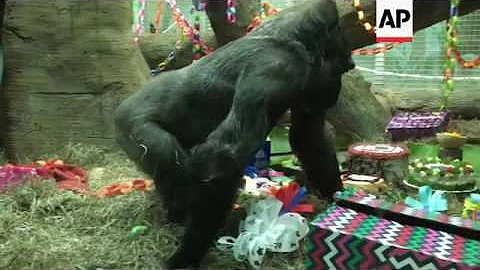Happy birthday as oldest gorilla in US turns 60