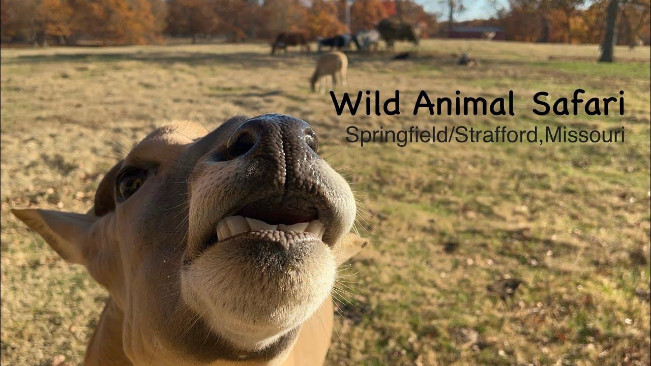 wild animal safari springfield missouri