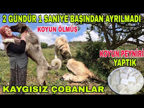 PRENSESİ EVİNE GETİRDİK~20 KÖPEK KOYUN OTLATIYOR ÇOBANLAR YATIYOR~KOYUN PEYNİRİ YAPTIK