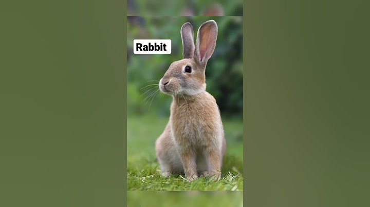 Rabbit Sound 🐇