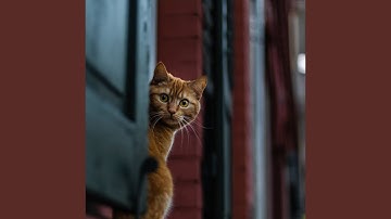 Entertaining Mysterious Cat Behavior