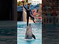 Dolphins Jumping and Splashing for Fun 🌊🐬#HappyDolphins #AdventureShorts #dolphinshow