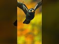 Clever Crow’s Genius Move – You Won’t Believe What Happens Next! 🐦🤯