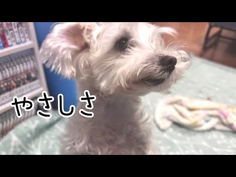 ミニシュナが甘えん坊を我慢した結果｜元保護犬・元繁殖犬