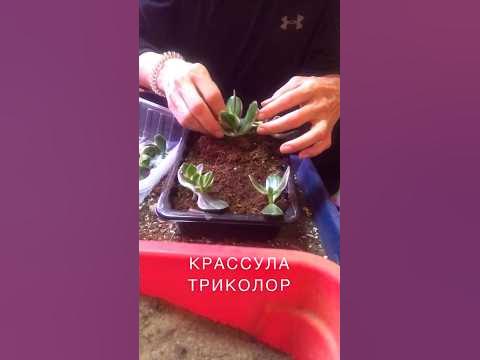 Крассула триколор. Укоренение. - YouTube