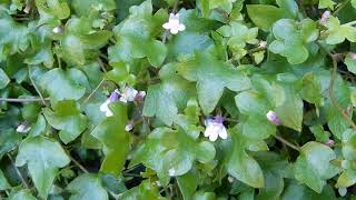 20200713 1 Tuin Den Haag Muurleeuwenbekje