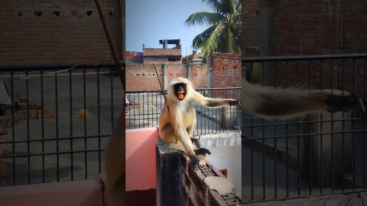 Angry Langur Video||Dangerous Reaction Of Monkey 😱||Hanuman Ji 🙏