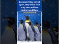 Why penguins huddle together? 1DoctorGenius SMARTRIVIA @C@R