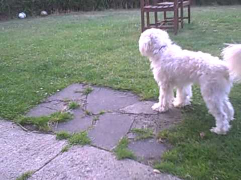 chinese crested powder puff poodle