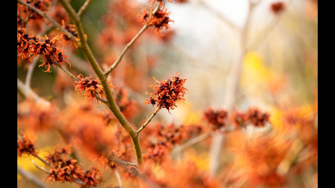 Photographing flowers and plants in late Winter Early Spring - join me at one of my local gardens!