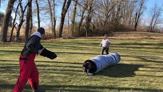 Protection/bitework training clips with Grace