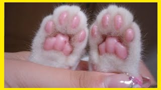 TOE BEANS CAT COMPILATION - KITTEN PAW - CAT TOE BEANS - KITTEN TOE BEANS by Fifty Shades of Cats 48,773 views 3 years ago 2 minutes, 55 seconds