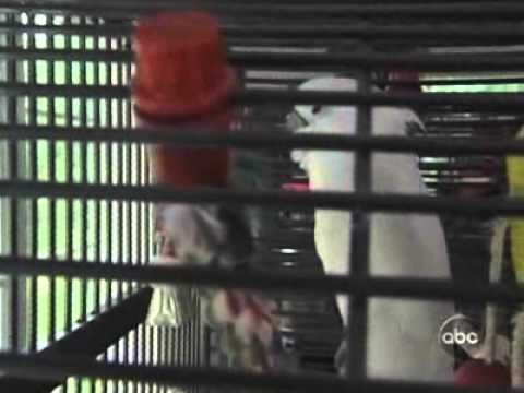 Video: Pet Scoop: Ģimenes cīņas pilsēta pār Pet Bunny, olimpisko zirgu bija cilmes šūnu terapiju