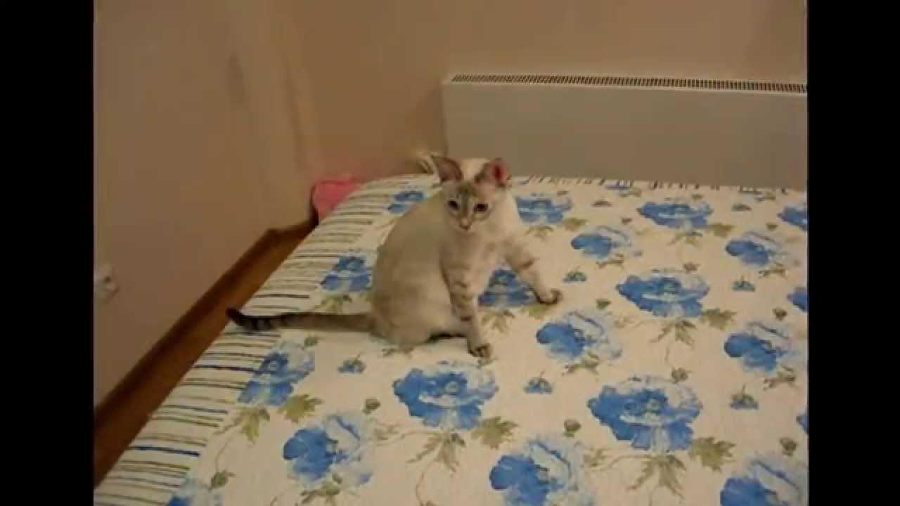 трусливый кот. сколько осталось кошек. Maxwell cat original. кошка 1 час. кот на белом фоне.