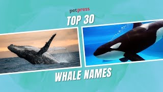 Top Rated 22 Famous Whale Names 2022: Best Guide