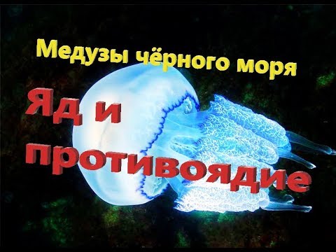 Медузы чёрного моря! Очень полезная информация!