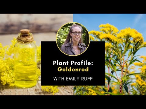 Plant Profile: Goldenrod with Emily