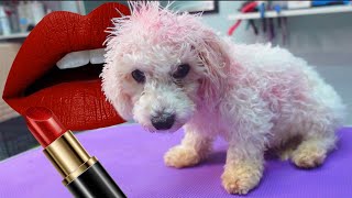 This dog found LIPSTICK and we COULDN'T WASH it off!