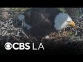 Weeks after nest raided by ravens, Big Bear bald eagles Jackie and Shadow welcome new egg