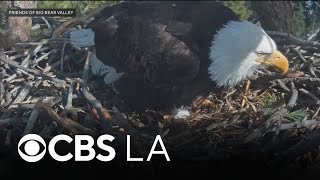 Weeks After Nest Raided By Ravens, Big Bear Bald Eagles Jackie And Shadow Welcome New Egg