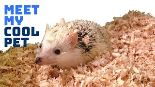 Meet My Cool Pet - Mr. Prickles the Hedgehog!