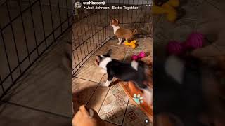 Banshee's Litter & Omari & Zuri, Basenji Pups! by Mwimbaji Basenji of Utah 199 views 3 months ago 1 minute, 30 seconds