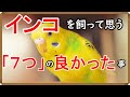 【セキセイインコ】インコを飼って本当に良かったと思っている 7つの事