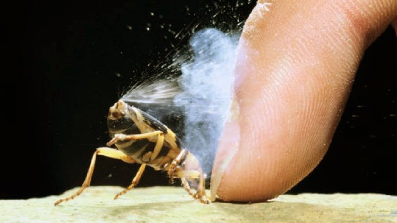 أغرب وسائل الدفاع عند الحيوانات