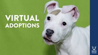 How To Start Offering Virtual Adoptions