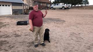 Full Training Sensitive Dogs Prescott Force Fetch Update