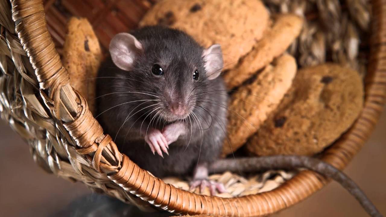 Bed Bugs Control 559-248-1155 Dinuba CA 93618 Termite Control